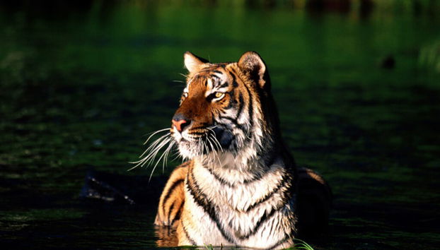 Sundarbans Tiger Reserve Tour - Foto 2