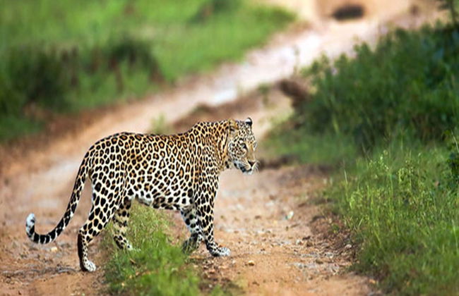 Sundarbans Tiger Reserve Tour - Foto 1