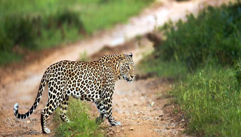 Sundarbans Tiger Reserve Tour - Foto 1