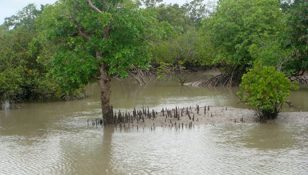 Sundarbans Tiger Reserve Tour - Foto 3