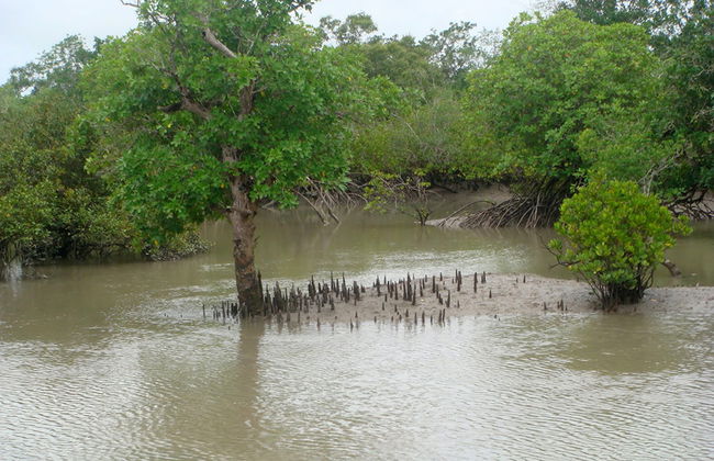 Sundarbans Tiger Reserve Tour - Foto 3