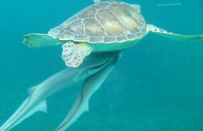 Navegue por la costa de St Maarten y nade con tortugas - Foto 6