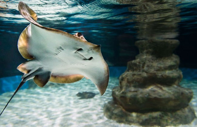 Aquarium Costa de Almería - Foto 4