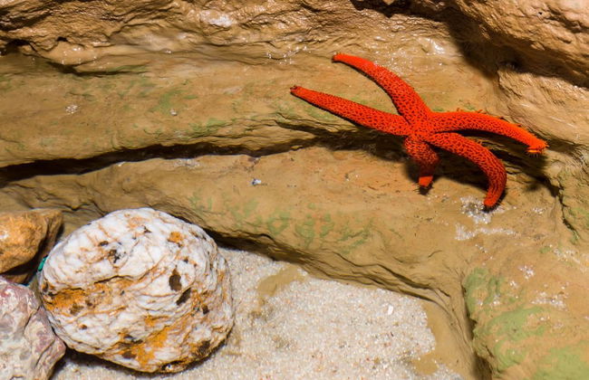 Aquarium Costa de Almería - Foto 8