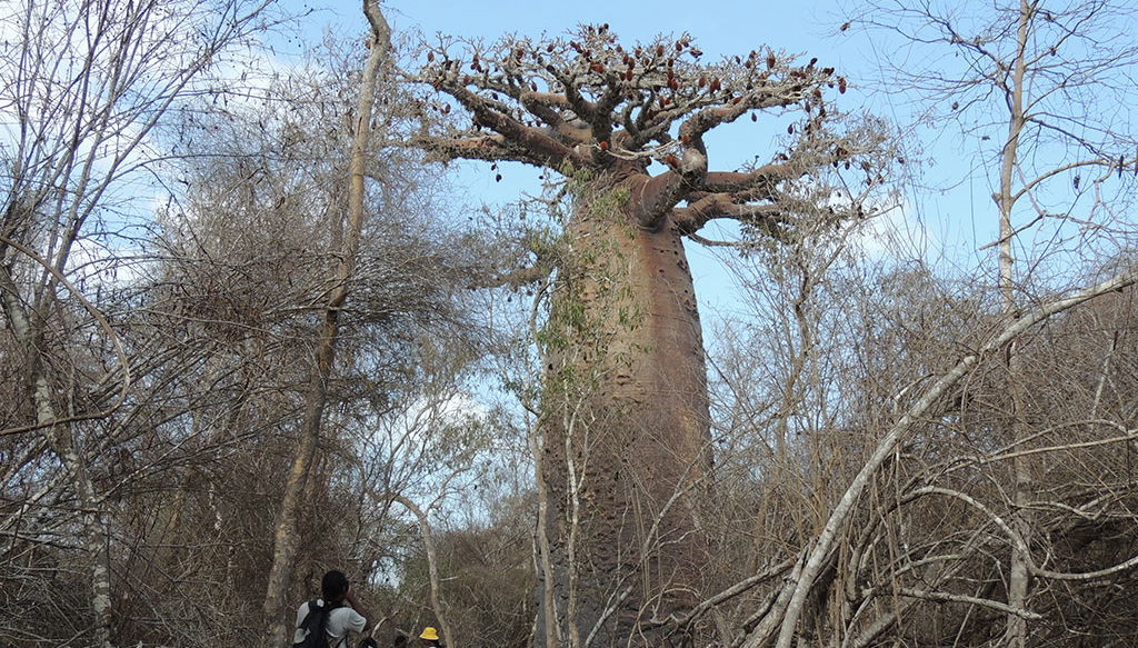 Kirindy Private Reserve - Photo 1