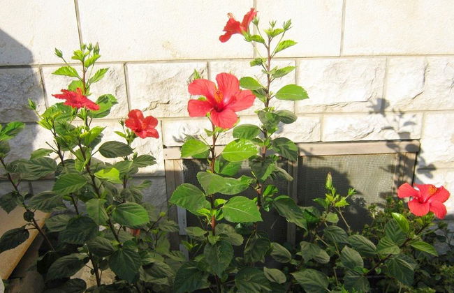 Apartments Ivica - Photo 10