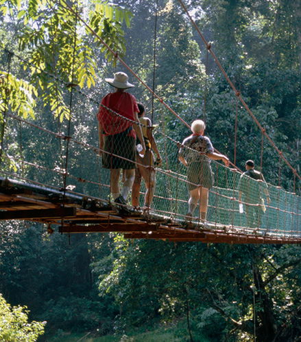Foto de Caminata por la selva tropical