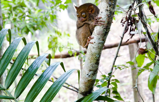 Tour Chocolate Hills and Tarsier Encounter - Private - Photo 3
