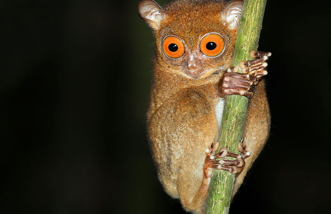 Tour Chocolate Hills and Tarsier Encounter - Private - Photo 4