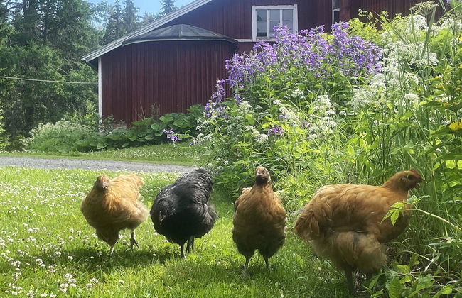 Casa con 3 camere da letto a Virrat con sauna - Foto 38