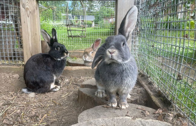 Casa con 3 camere da letto a Virrat con sauna - Foto 39
