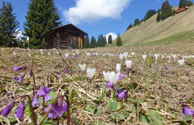 Appartement de 3 chambres à Luzein avec sauna - Photo 7