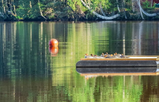 1 bedroom House in Joutsa with sauna - Photo 21