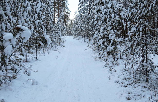 1 bedroom House in Joutsa with sauna - Photo 14