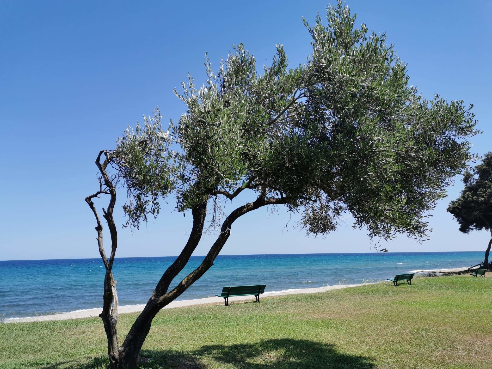 Foto 5 - Haus mit 3 Schlafzimmern in Cervione mit schwimmbad und blick aufs meer