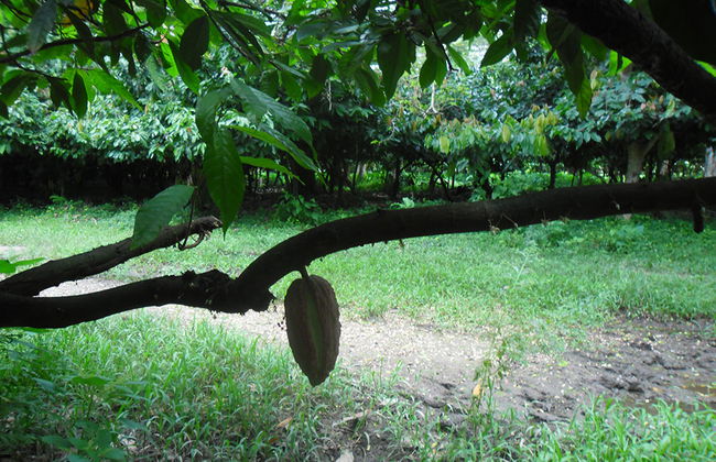 Domaine de Florette - Foto 4