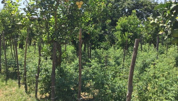 Agriturismo Il Convento - Foto 3