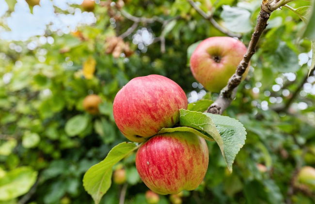 "Voitto" - 150m from the sea - Foto 3