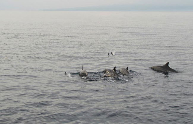 Avistamiento de delfines y banco de arena de Campuyo - Tour privado - Foto 1