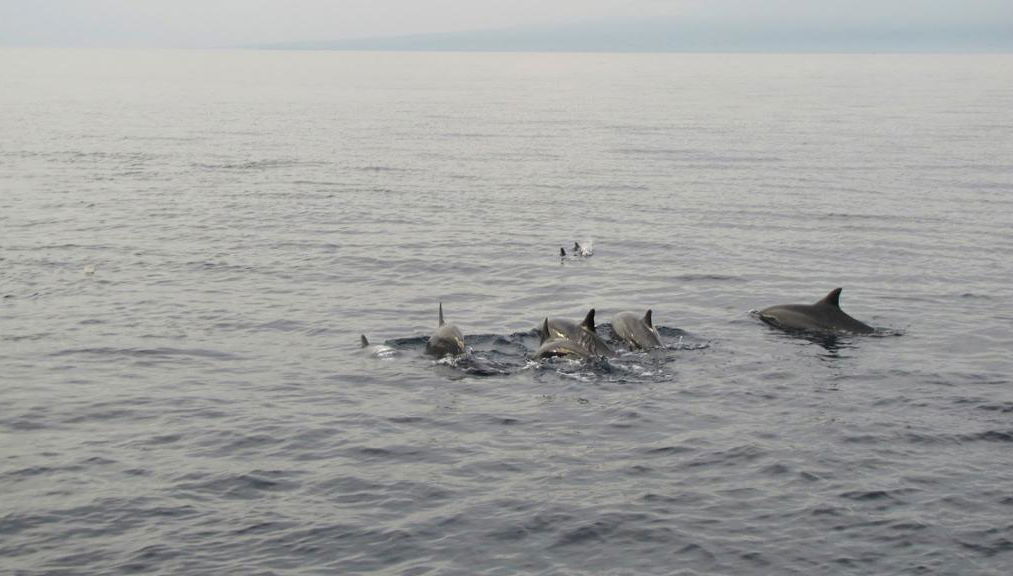 Avistamiento de delfines y banco de arena de Campuyo - Tour privado - Foto 1