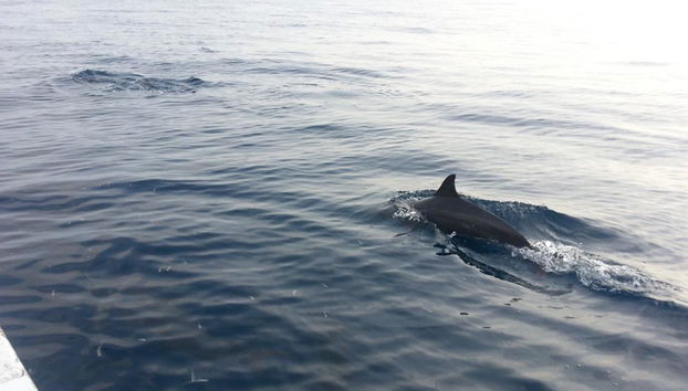 Avistamiento de delfines y banco de arena de Campuyo - Tour privado - Foto 4