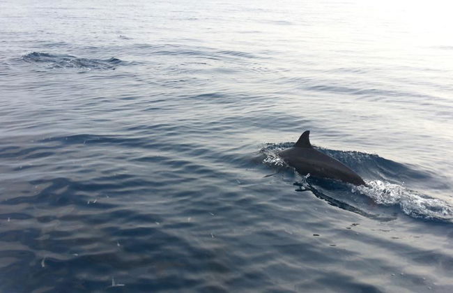 Dolphin Watching and Campuyo Sandbar - Private Tour - Photo 4