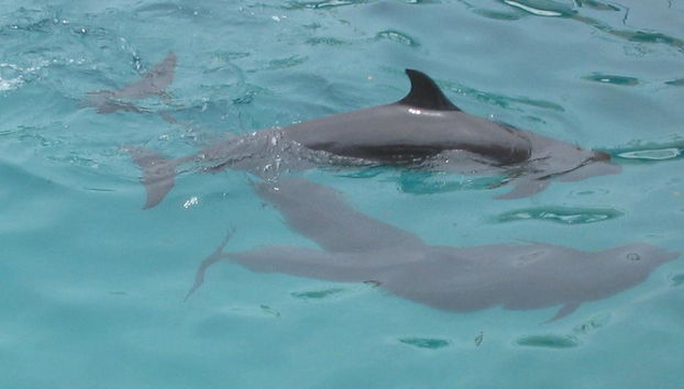 Avistamiento de delfines y banco de arena de Campuyo - Tour privado - Foto 3
