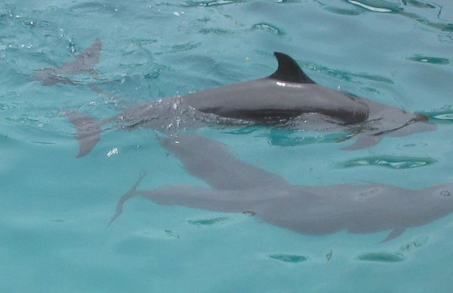 Avistamiento de delfines y banco de arena de Campuyo - Tour privado - Foto 3