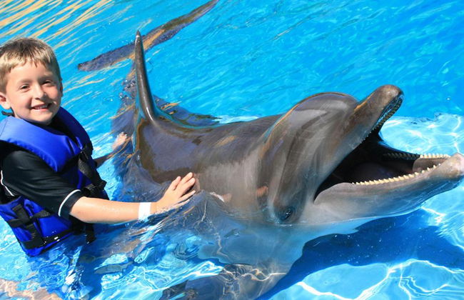 Negril al atardecer e interacción con delfines en Dolphin Cove - Foto 3
