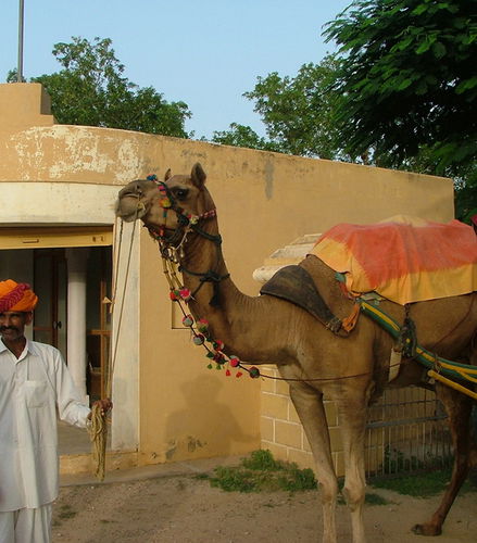 Photo – Excursion to Samode and Short Camel Ride