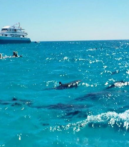 Foto de Nado con delfines en Sataya Reef - Excursión de esnórquel