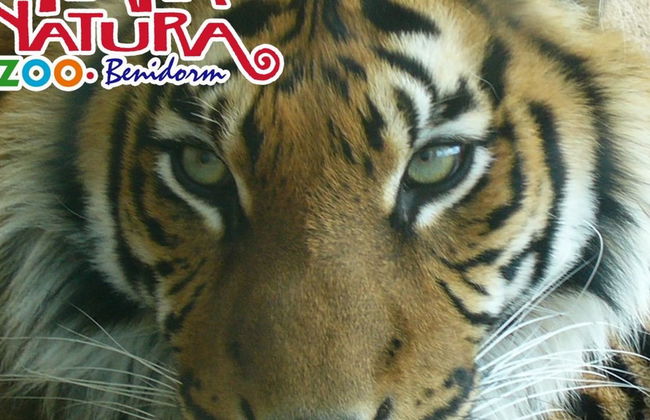 Terra Natura Benidorm - Foto 10
