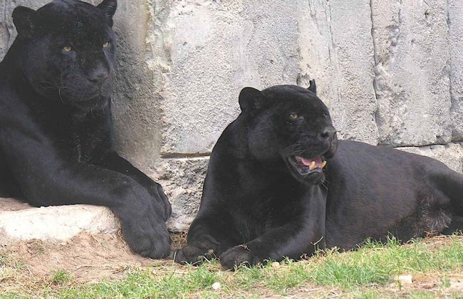 Terra Natura Benidorm - Foto 2