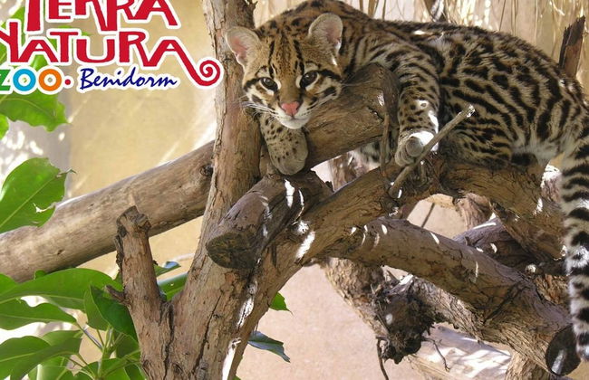 Terra Natura Benidorm - Foto 4