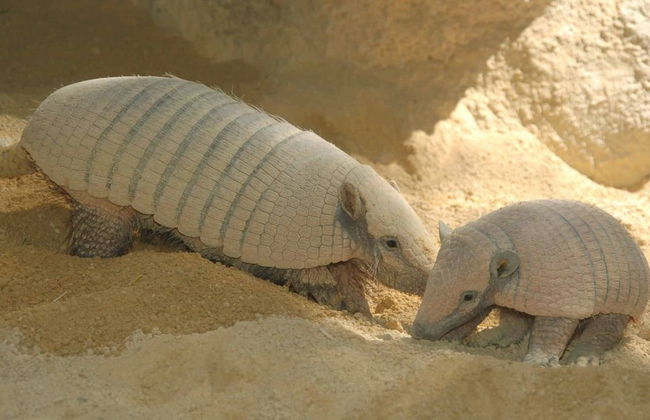 Terra Natura Benidorm - Foto 6