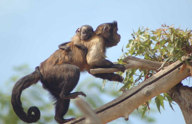 Terra Natura Benidorm - Foto 5