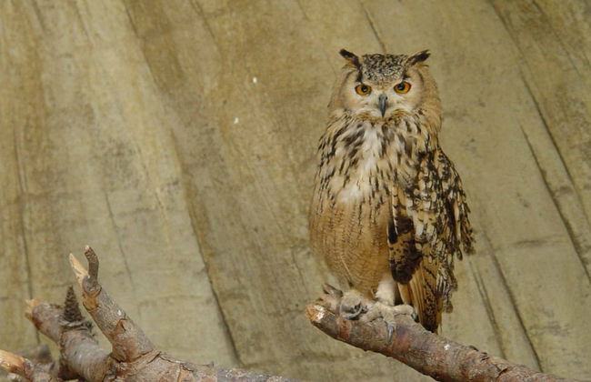 Terra Natura Benidorm - Foto 7