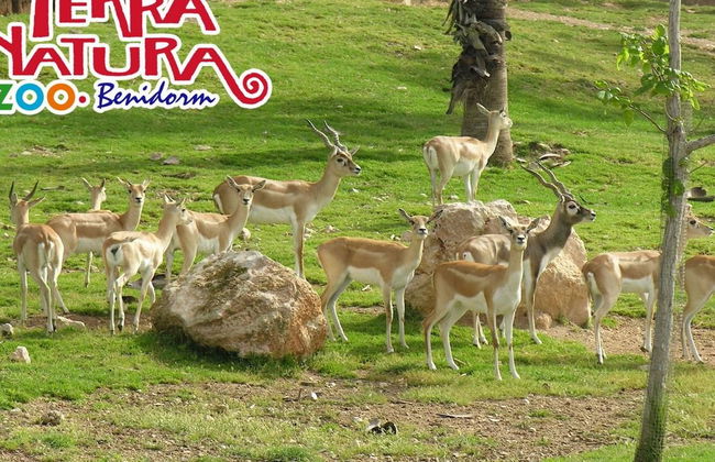 Terra Natura Benidorm - Foto 9