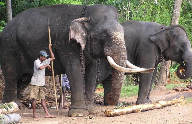 Discover Kandy City - Full-Day Tour - Photo 2