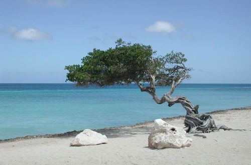 Photo 28 - Aruba Harmony Apartments