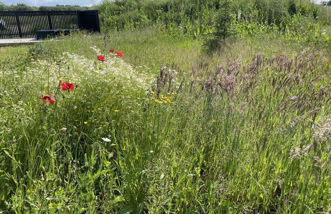 Casa de 4 quartos em Børkop com terraço e sauna - Foto 4