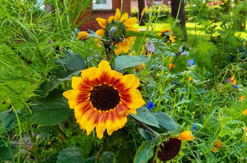 Foto 18 - Haus mit 3 Schlafzimmern in Weener mit garten