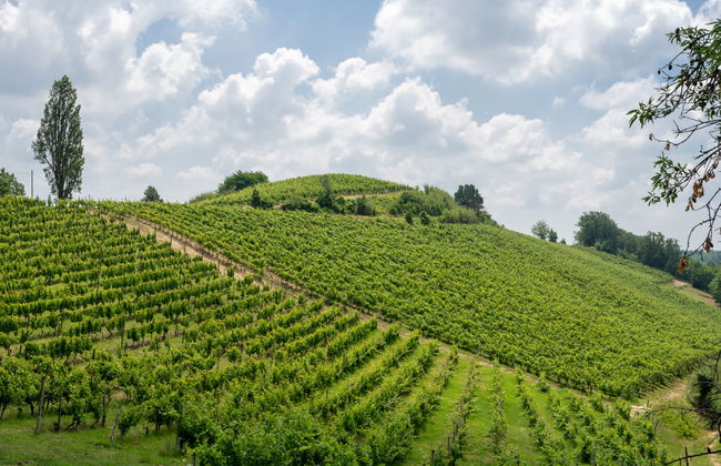 Haus mit 3 Schlafzimmern in Castel Rocchero mit garten - Foto 38