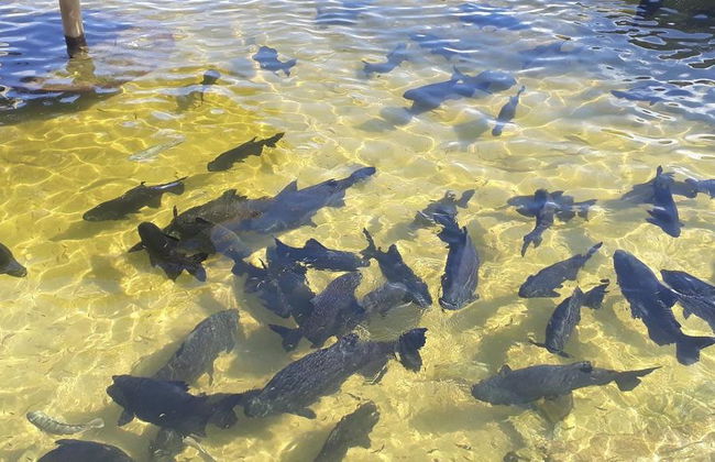 Laguna dei Tambaqui - Tour per piccoli gruppi - Foto 2