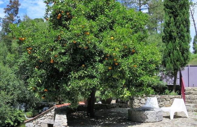 Casa de 3 quartos em Ponte de Lima com jardim e terraço - Foto 44