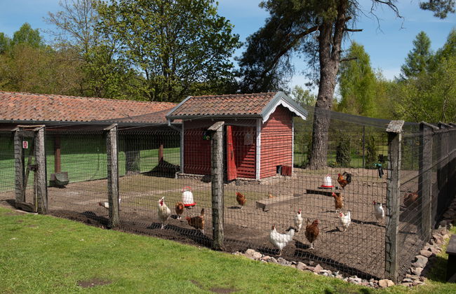 Casa de 6 quartos em Grunwald com jardim e terraço - Foto 39