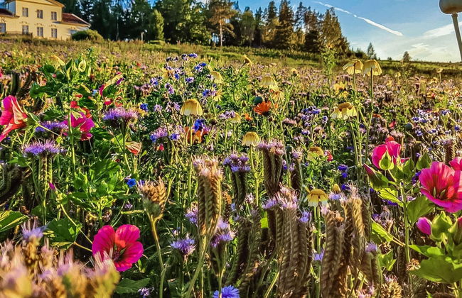 Punatulkku - Foto 47