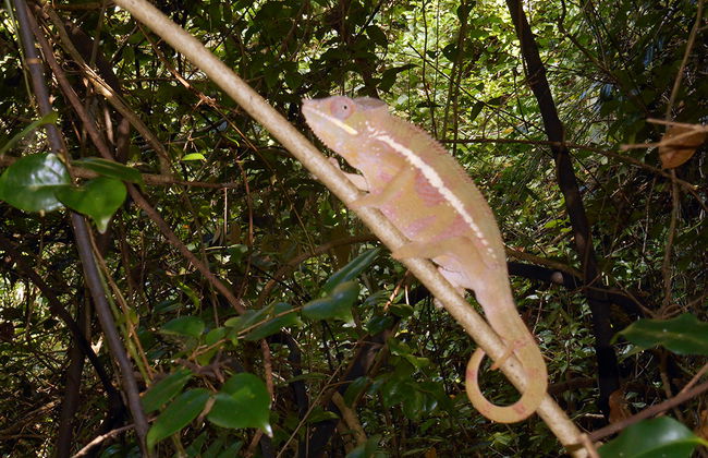 Parc national d'Ankarana - Photo 3