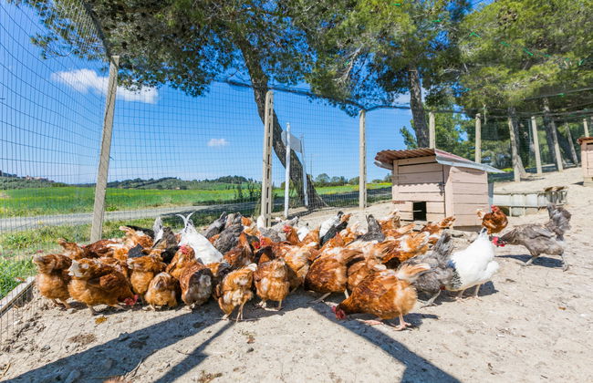 Maison de 4 chambres à Bibbona avec piscine privée et jardin - Photo 69