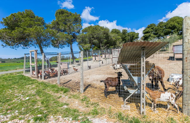 Maison de 4 chambres à Bibbona avec piscine privée et jardin - Photo 68
